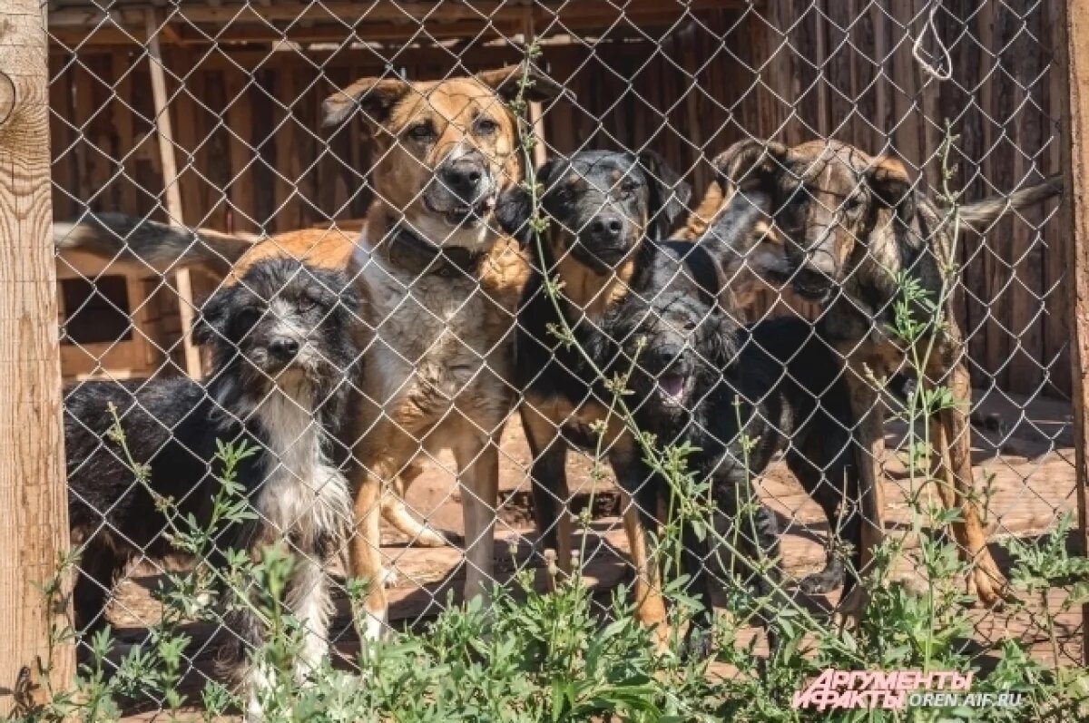    Действия бывшего начальника УЖКХ Оренбурга повлекли смерть человека по неосторожности.