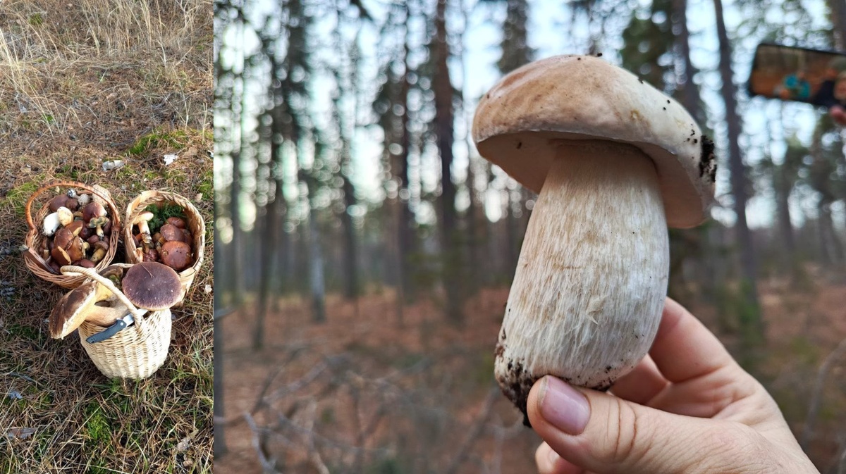 Белые грибы 26 ноября в Воронежской области. Коллаж из фото Галины Конопкиной.