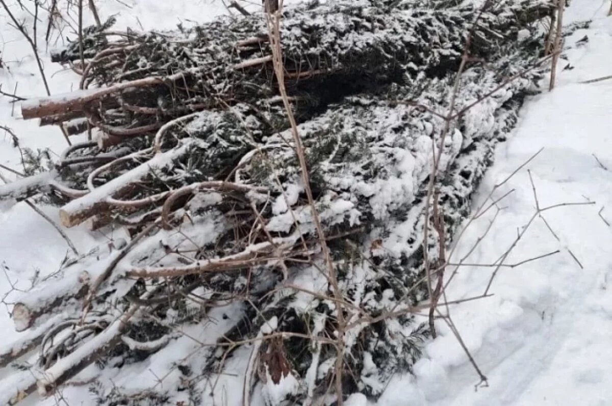    Минприроды Новосибирской области контролирует заготовку новогодних деревьев