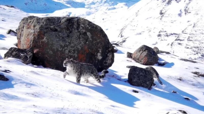     Снежный ирбис. Сайлюгемский нацпарк