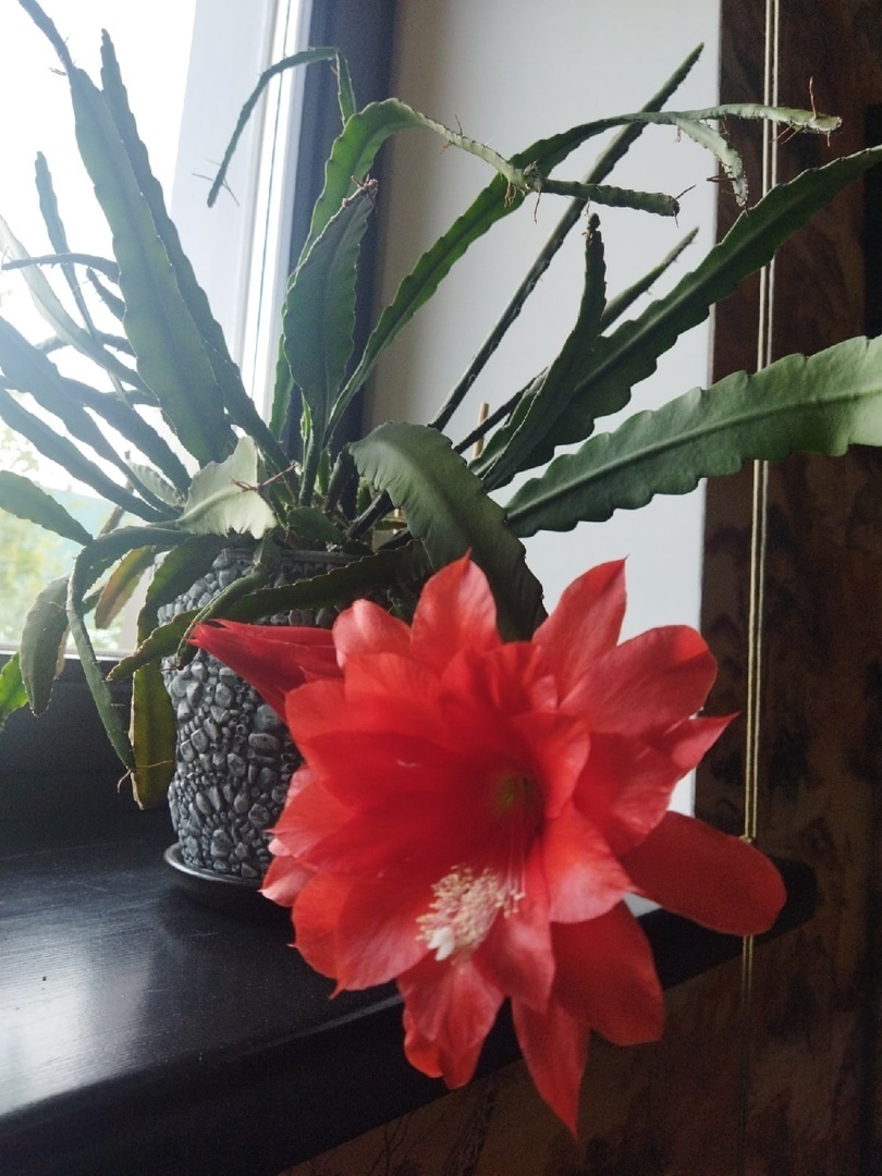 Ну, скажите, что не чудо!!