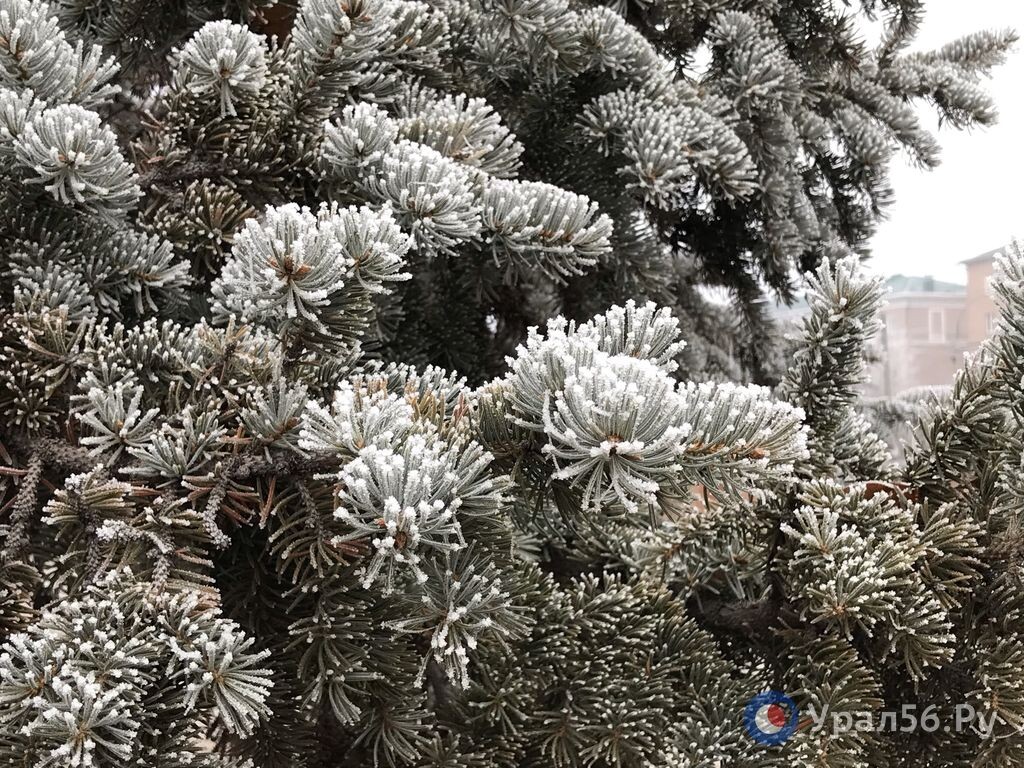    В Оренбургской области началась предновогодняя акция «Елочка». Какой сейчас штраф за незаконную рубку деревьев?