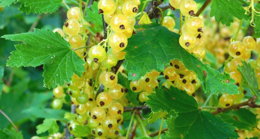    Фото Вячеслава Вольгина