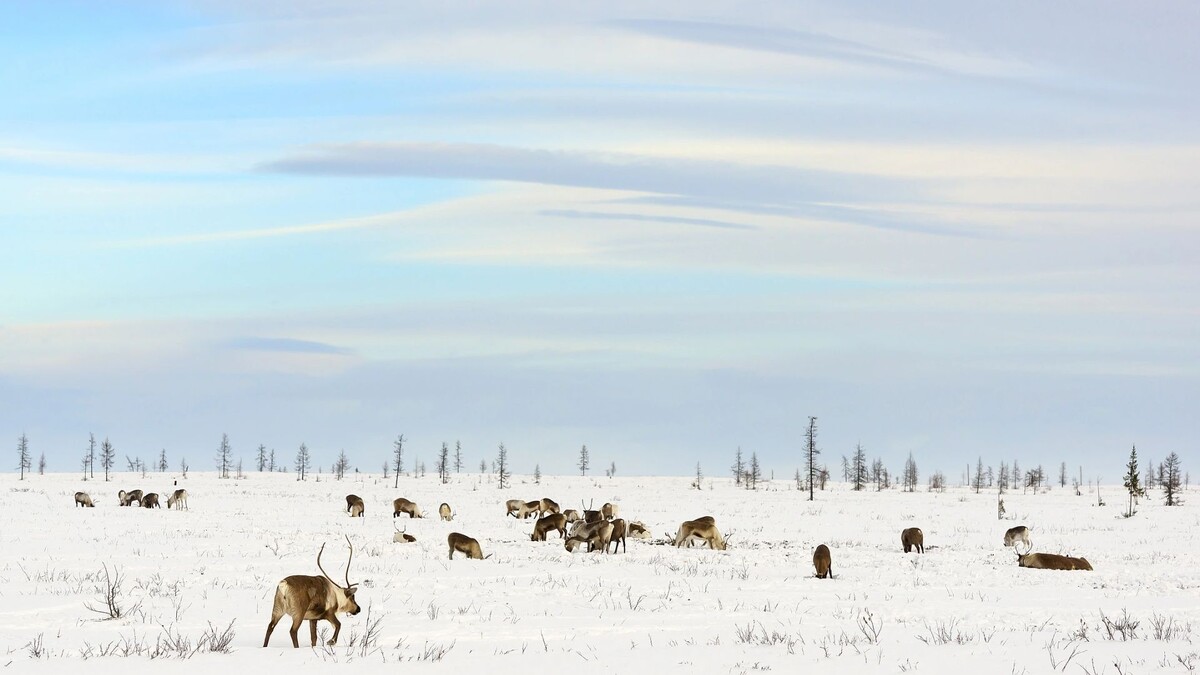    Фото: longtaildog/Shutterstock/Fotodom