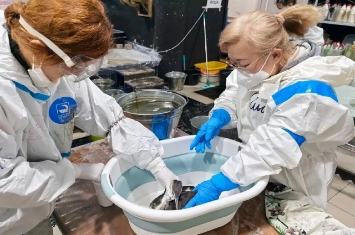    На Ямале в волонтёрском движении участвуют более 55 тысяч человек