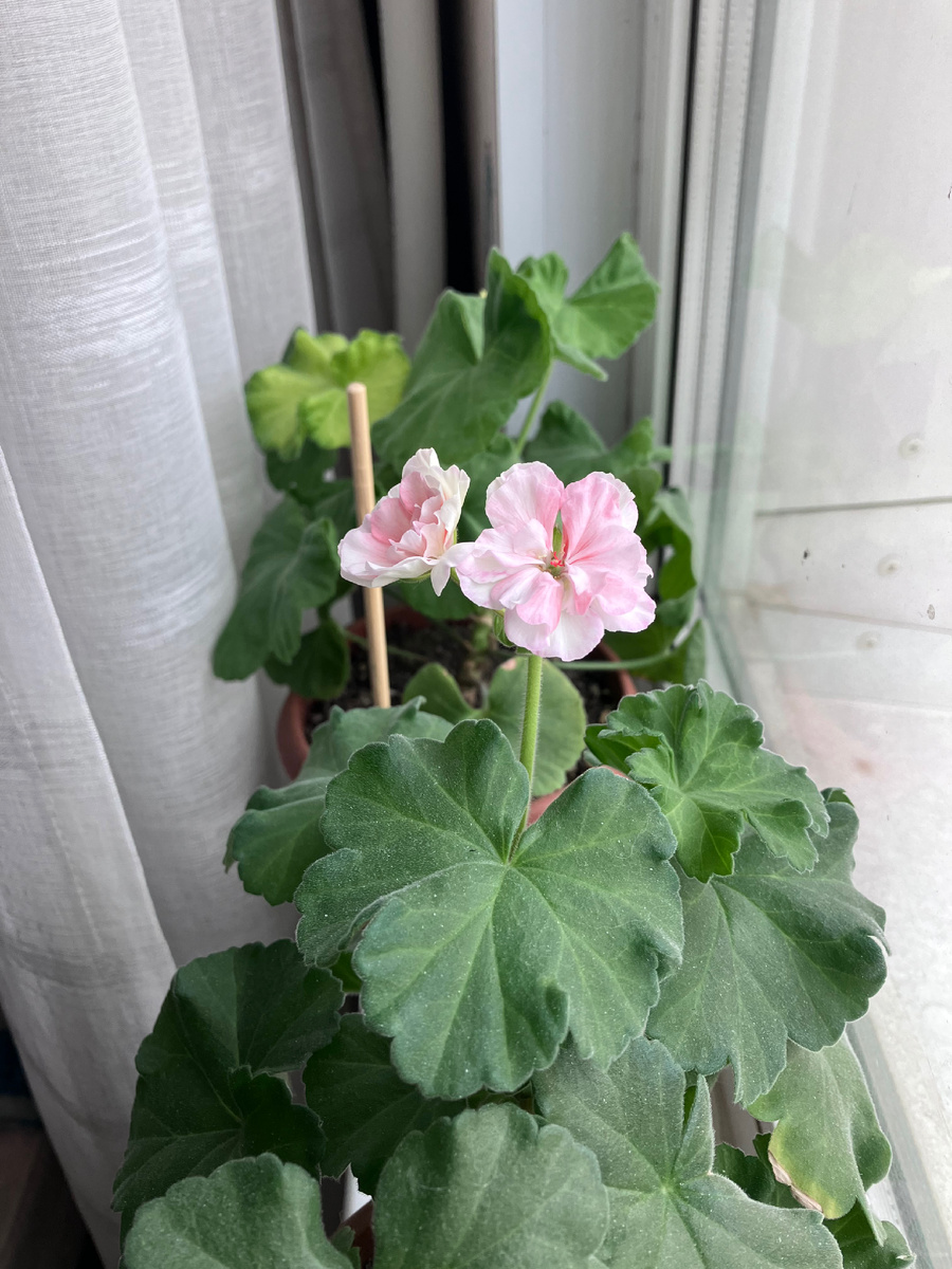 Первый цветонос 