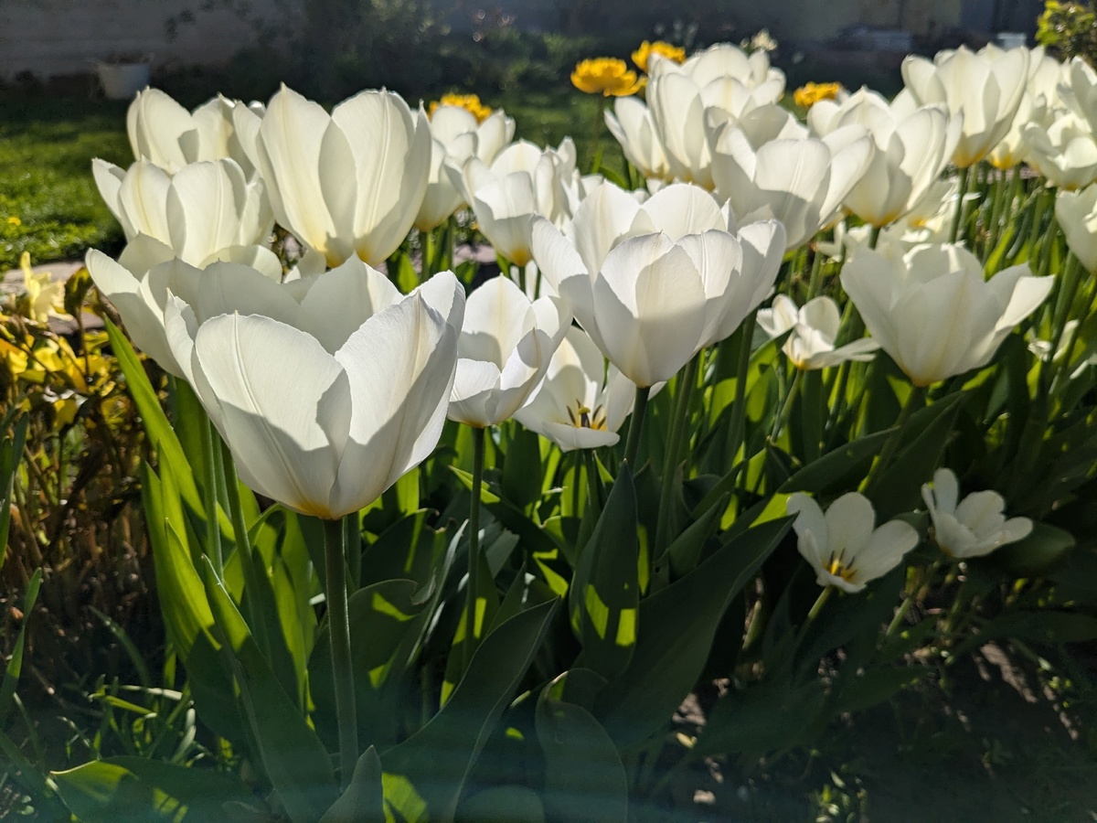 Тюльпан Фостера сорт Purissima