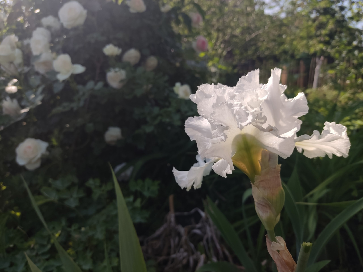 Ирис бородатый, сорт Pure as The