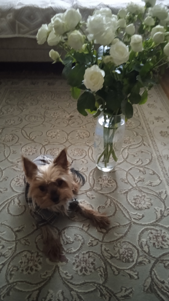 Приготовился поздравлять