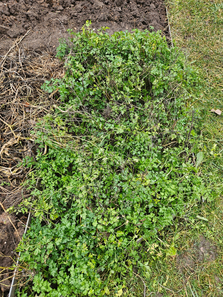 Петрушка, декабрь 2025