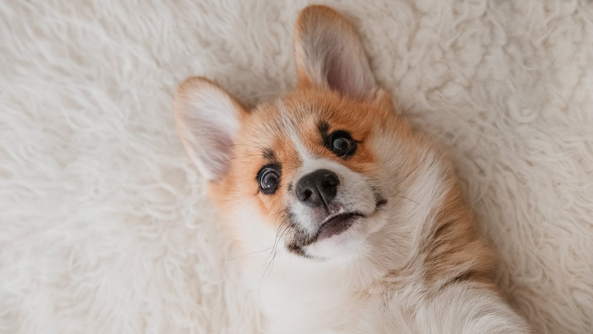    Щенок вельш-корги пемброка с его фирменной улыбкой