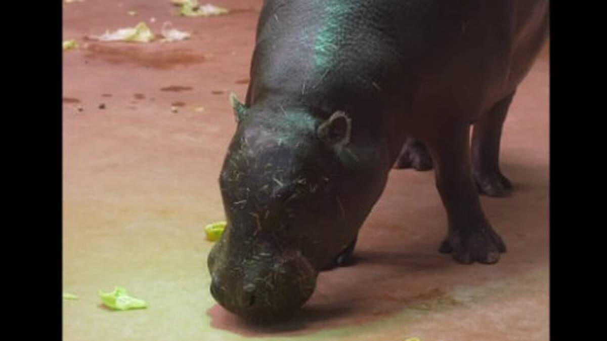    Фото: Московский зоопарк