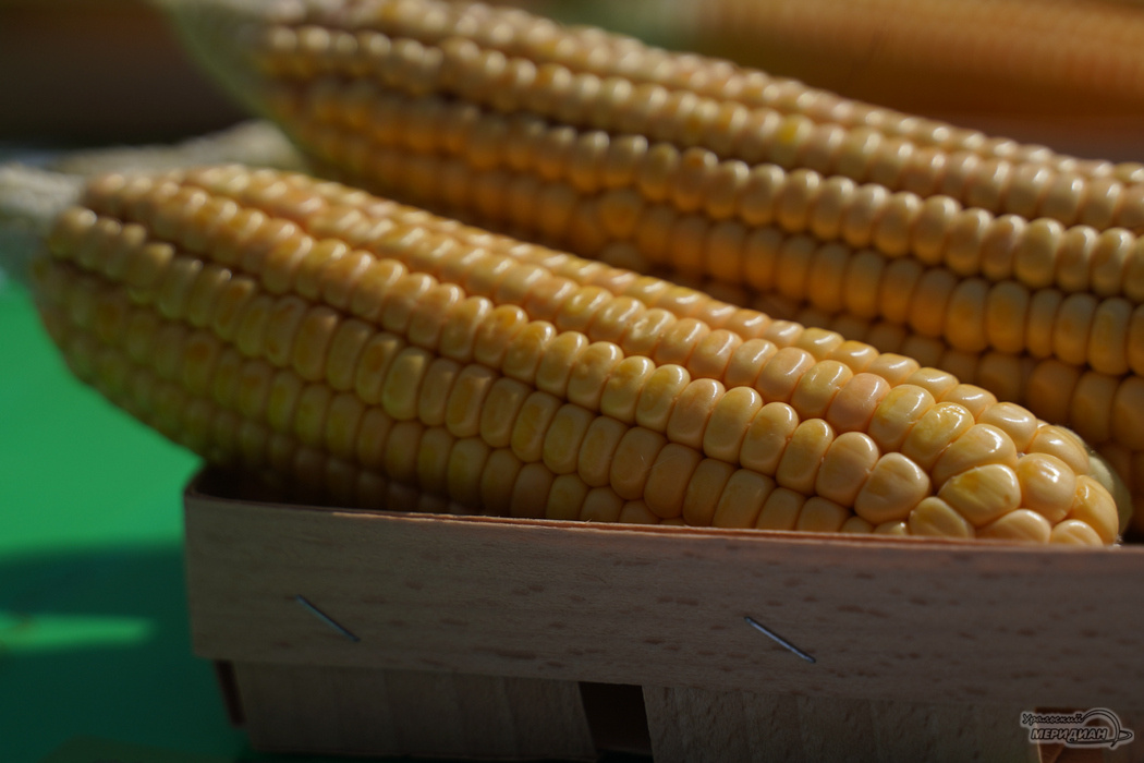    Фото: Лидия Аникина © ИА "Уральский меридиан"