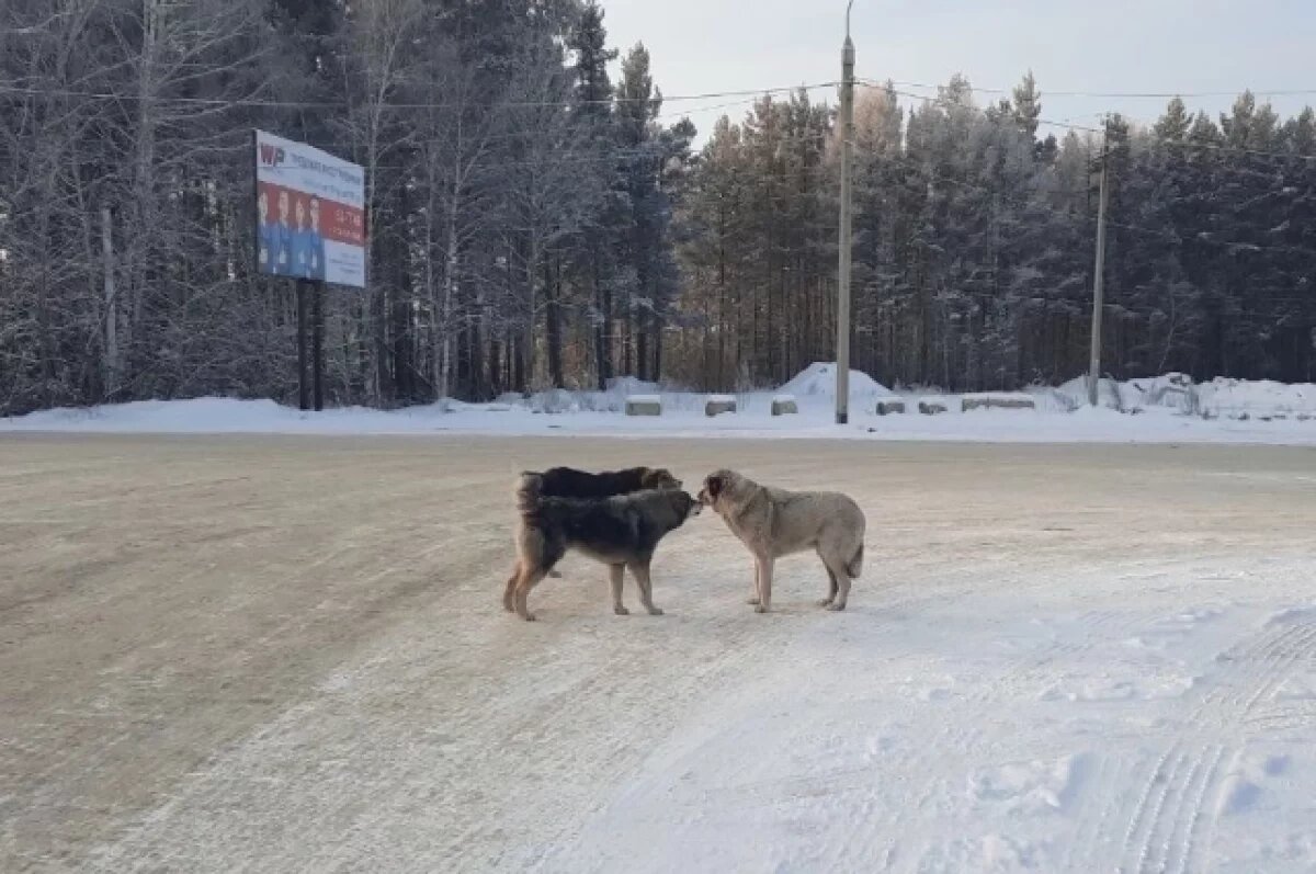    В Иркутске отловили агрессивных бродячих собак