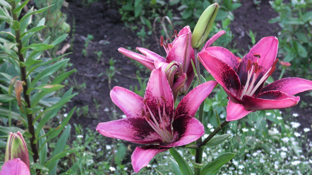 Лилия азиатская