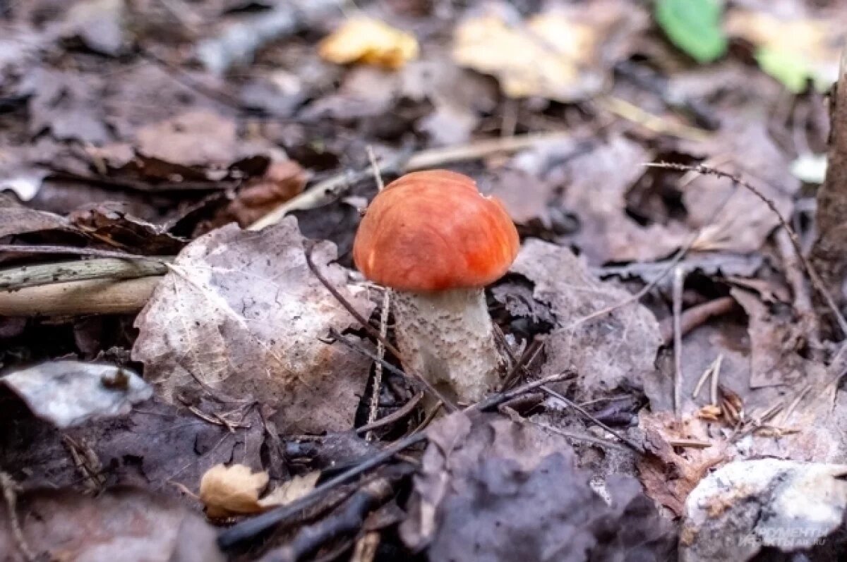    Нижегородцы делятся, где собрать грибы в декабре