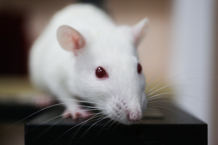 Фото: Павел Комаров, nsknews.info