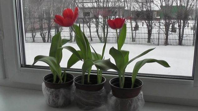 Весеннее чудо на подоконнике: как вырастить тюльпаны и нарциссы в горшках к 8 Марта – подготовка начинается зимой