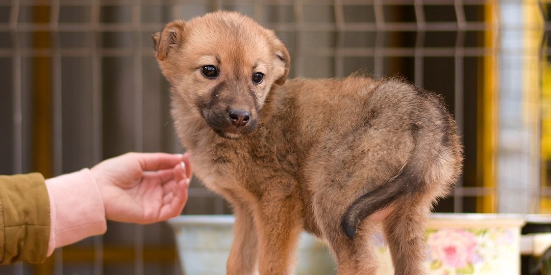ЩЕНКАМ В ПРИЮТ ОЧЕНЬ НУЖЕН КОРМ
