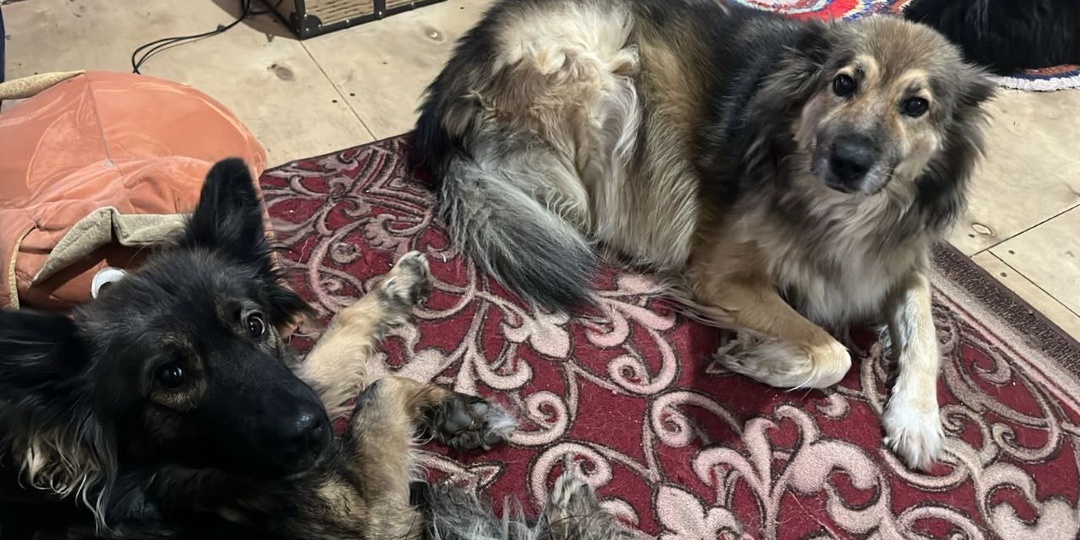 🐾 Привет от Геры — теперь я не просто Руна из приюта, а счастливая домашняя собака!