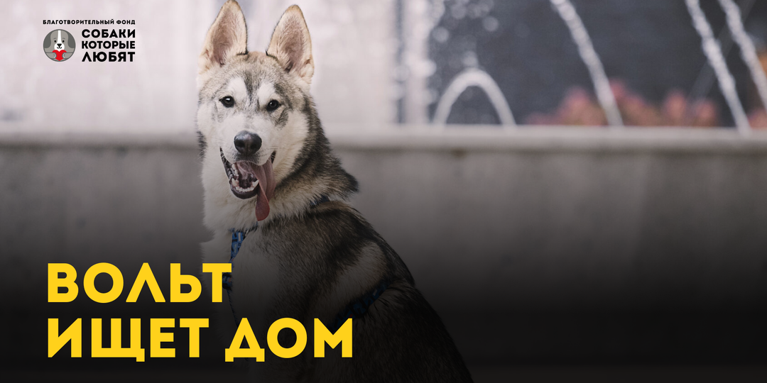 Вольт ищет дом