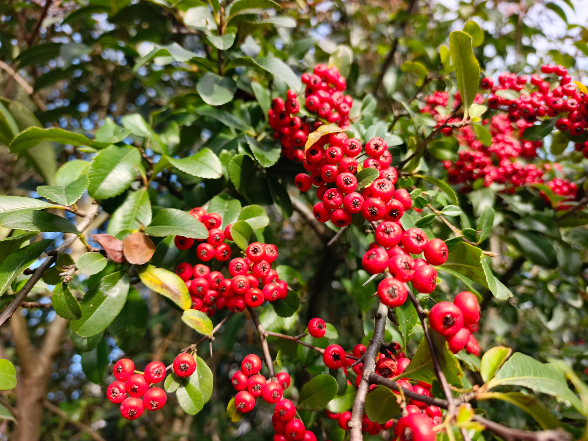 Адлер, Пираканта ярко-красная, декабрь 2025 года