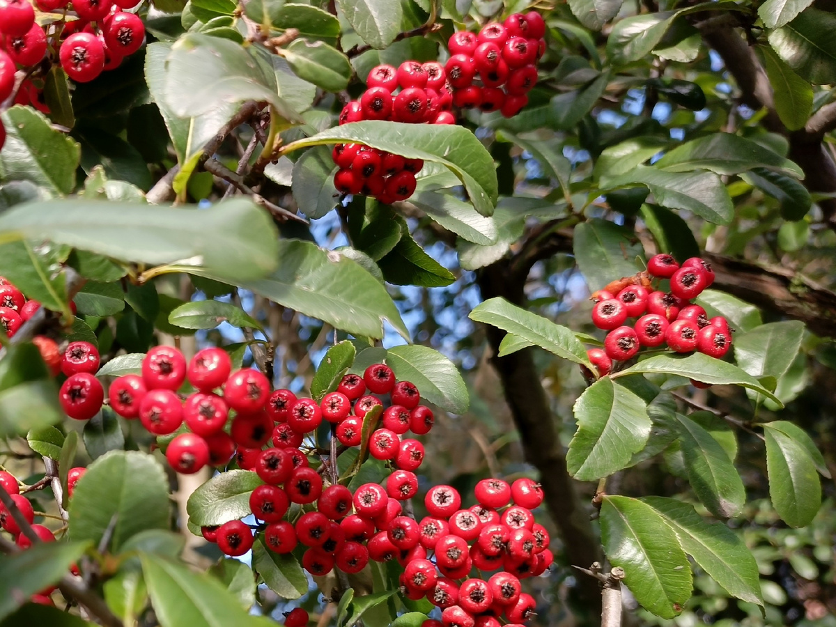 Адлер, Пираканта ярко-красная, декабрь 2025 года