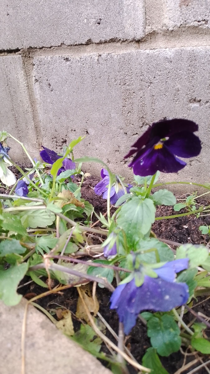 Виолка молодец, до зимы радует. 