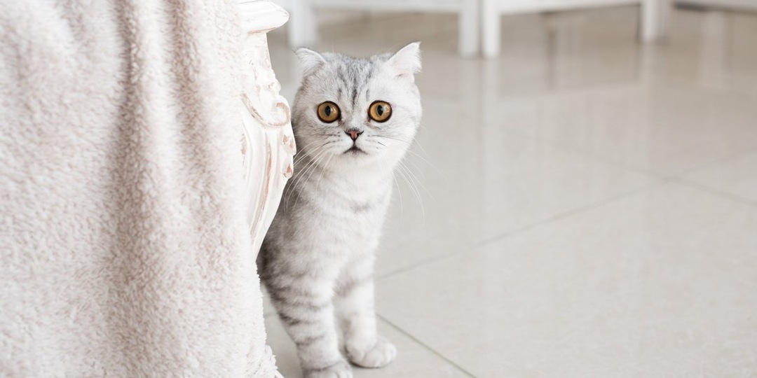 Спасибо, друг: 5 причин поблагодарить вашего кота