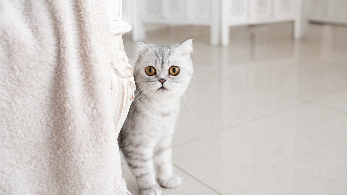    Фотография вашего кота может быть не только милой, но и отличным поводом для нового знакомства