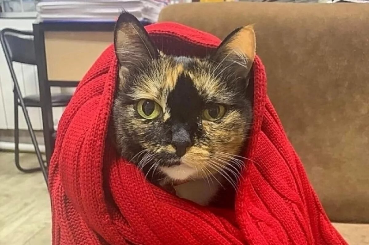    В Томске показали забавных животных в красных шапках