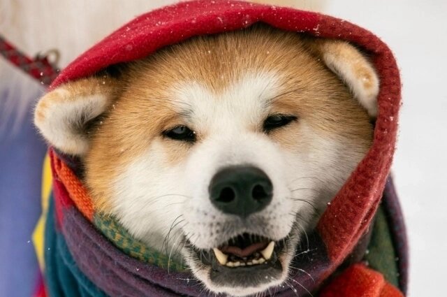    Фото: Московский комсомолец в Томске