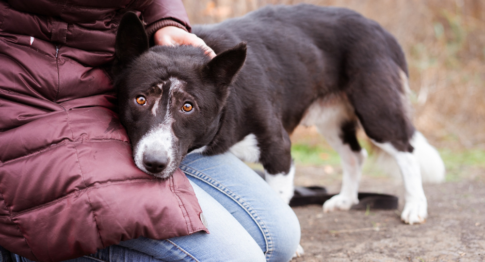Собака в добрые руки