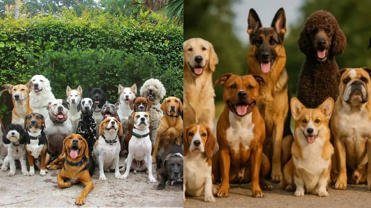 Много собак