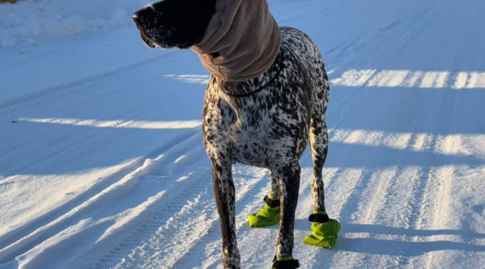 Курцхаар зимой мерзнет?