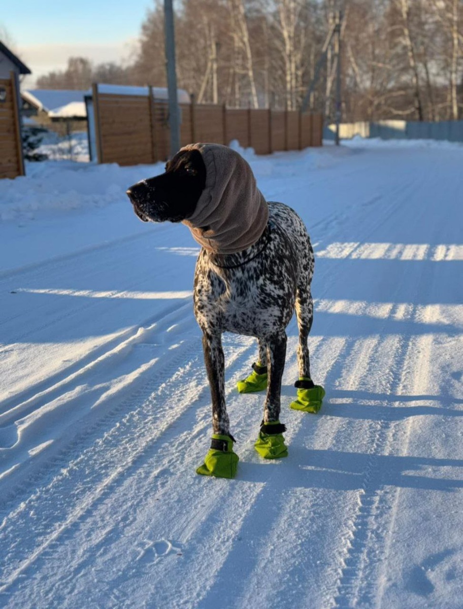 Выпускница питомника Грей Фланнель Одетта, г.Новосибирск