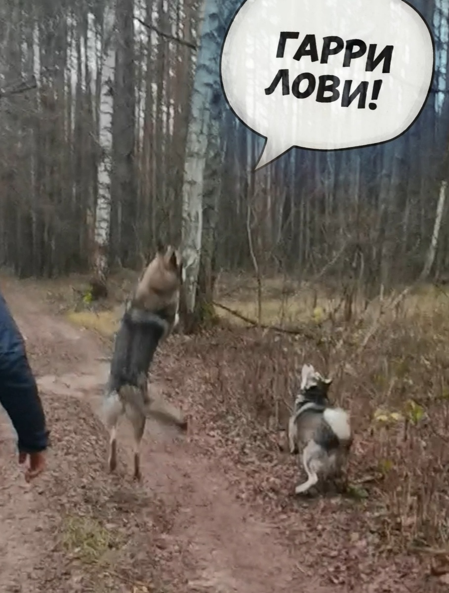 Парит наш орёл 