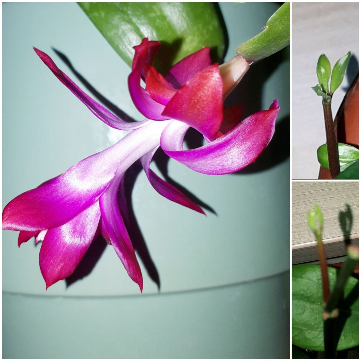 Коллаж автора статьи 05.12.2025г.