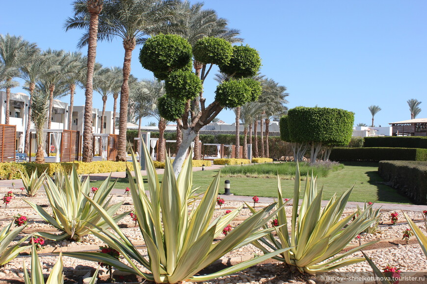 © Ljubov__Shhelkotunova