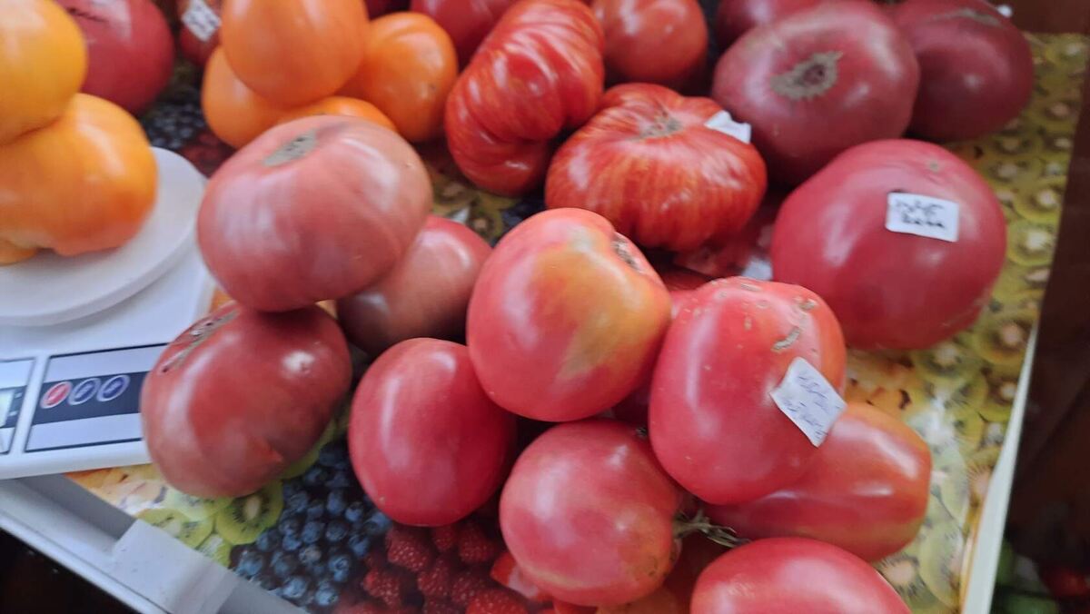 Знание — это знание того, что помидор — это фрукт. Мудрость — это не добавление его во фруктовый салат » — замечательная цитата Майлза Кингстона.