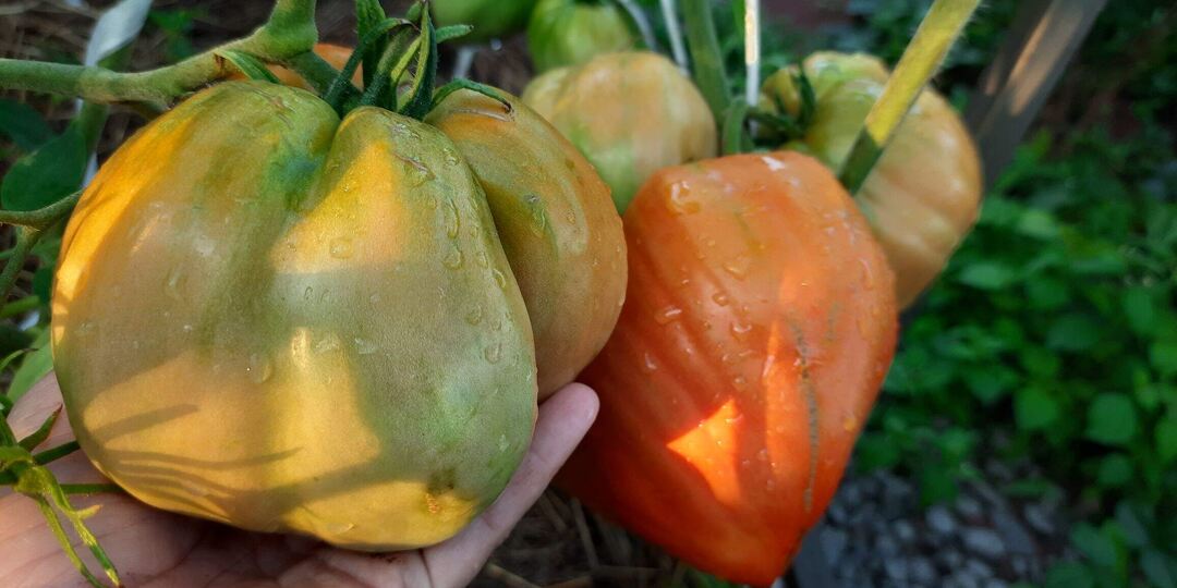 Каталог ТОМАТОВ на 2026г.