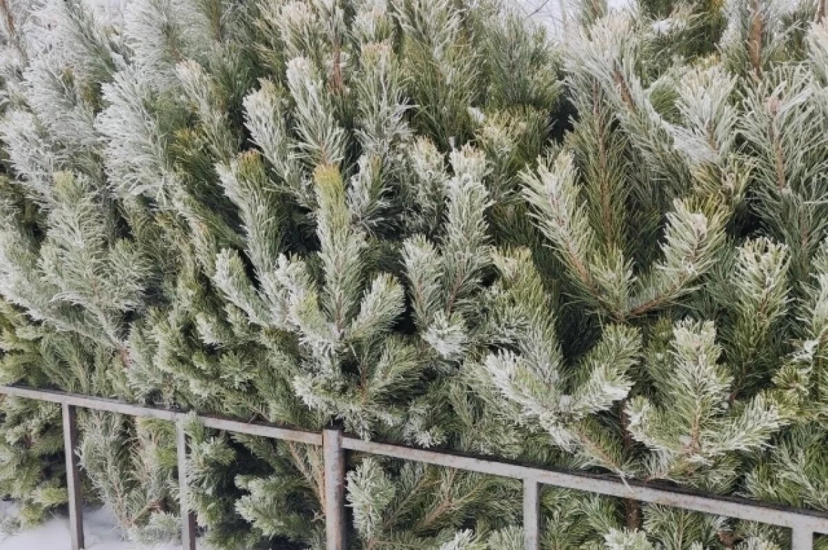    Стало известно, когда в Петербурге откроются елочные базары