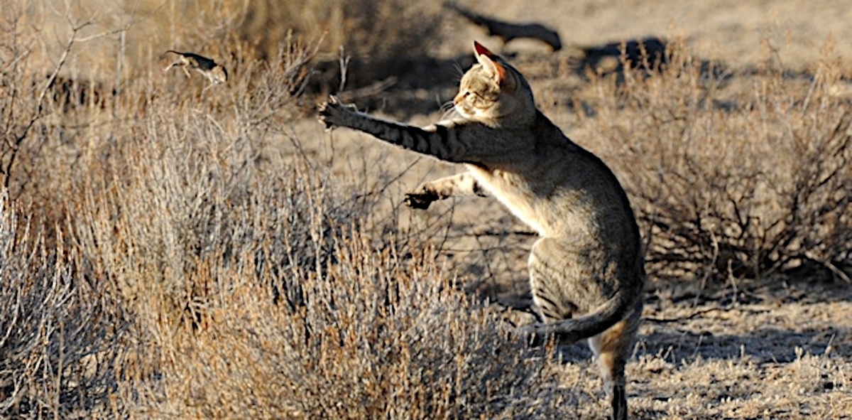 Африканская дикая кошка (Felis silvestris lybica). © CC BY-NC-SA 2.0/Daniele Colombo