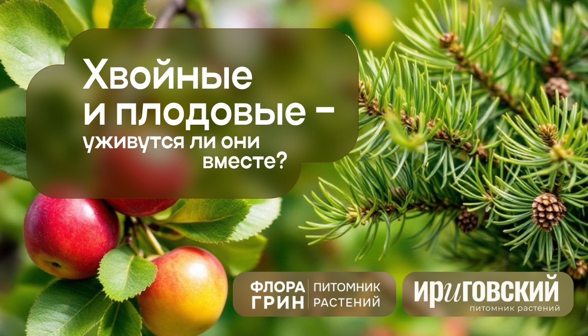 Хвойные и плодовые –  уживутся ли они вместе? 