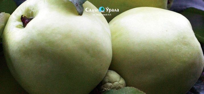 Яблоня «Братчуд»