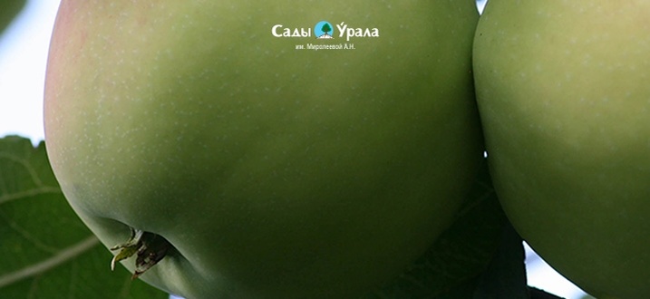 Яблоня «Чудное»