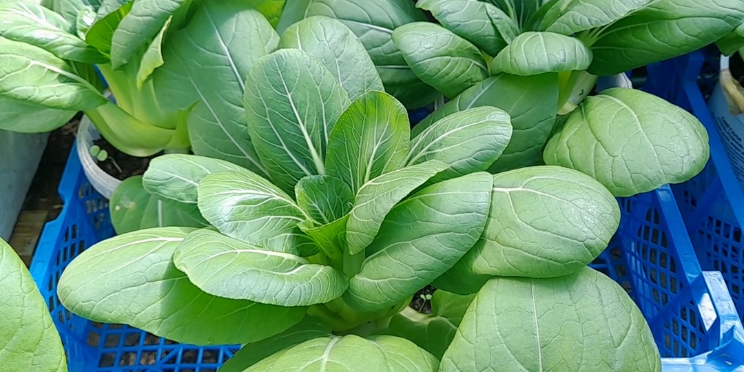 Супер-урожай зимой: Как вырастить ПАК-ЧОЙ за 30 дней. Личный опыт. Вкусный урожай без хлопот