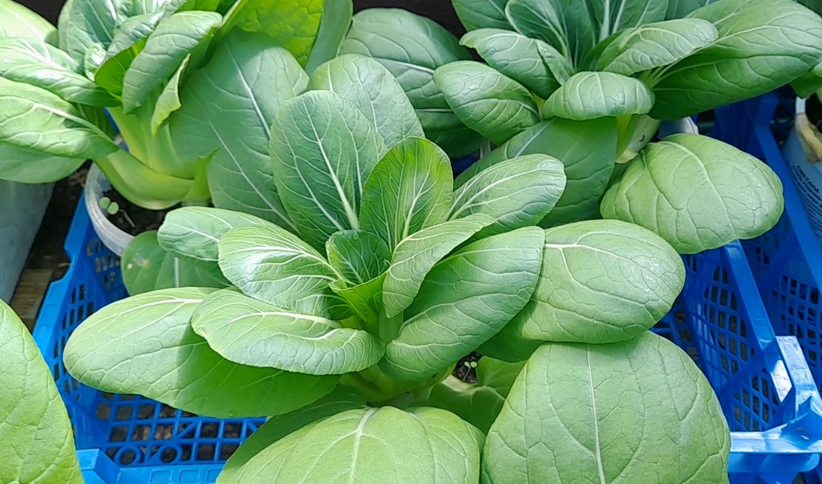 Супер-урожай зимой: Как вырастить ПАК-ЧОЙ за 30 дней. Вкусный урожай без хлопот.Фото автора