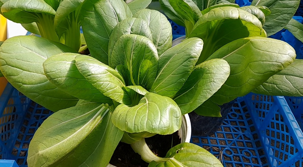 Супер-урожай зимой: Как вырастить ПАК-ЧОЙ за 30 дней. Вкусный урожай без хлопот. Фото автора