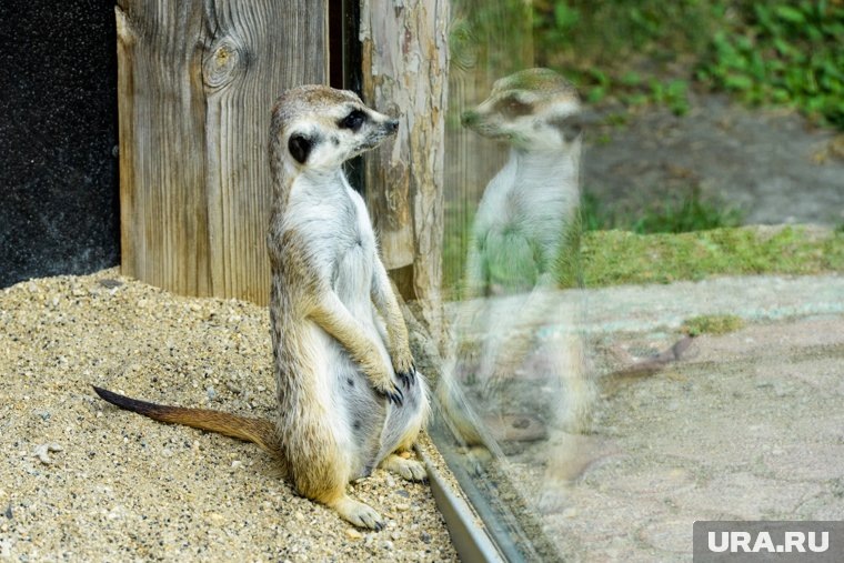     Челябинских сурикатов познакомили со снегом